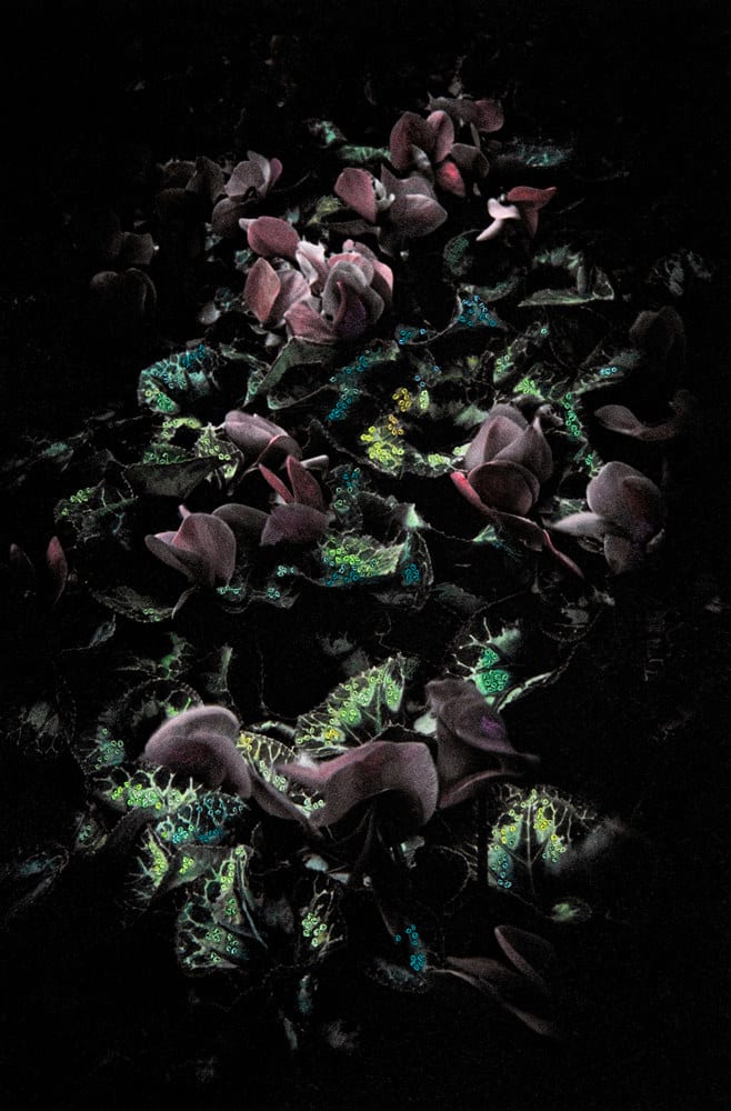 Aimée Hoving, Light red Cyclamen, 2023