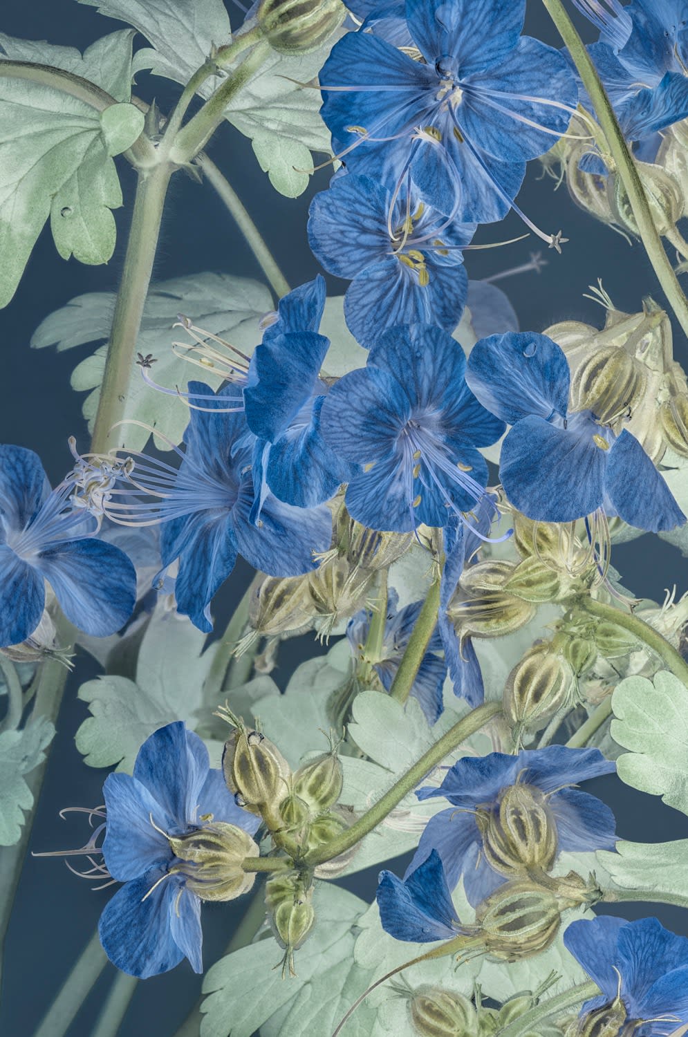 Danielle Kwaaitaal, Florilegium P2024/03, 2024