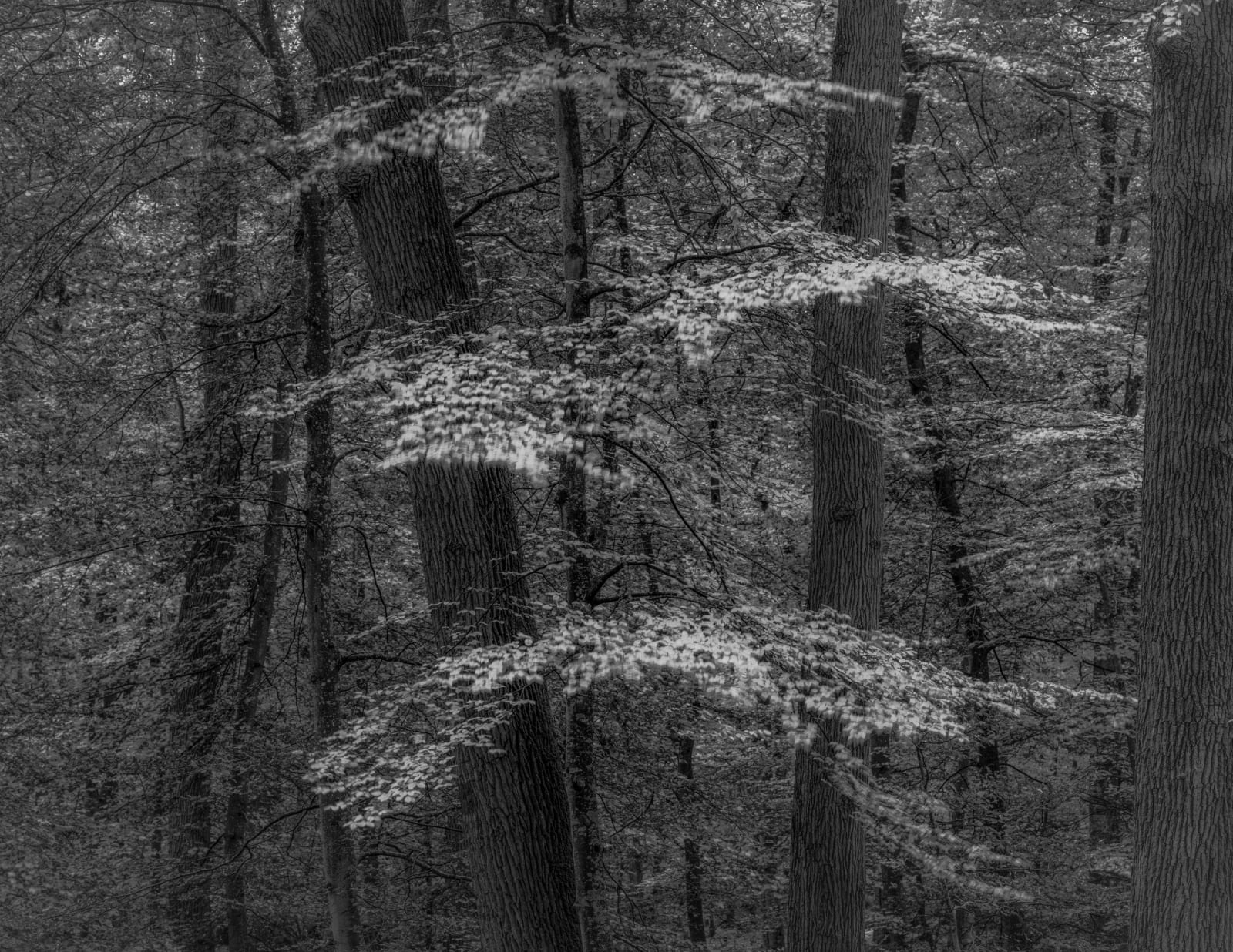 Jeffrey Conley, Autumn, Forest of Fontainebleau, France, 2021