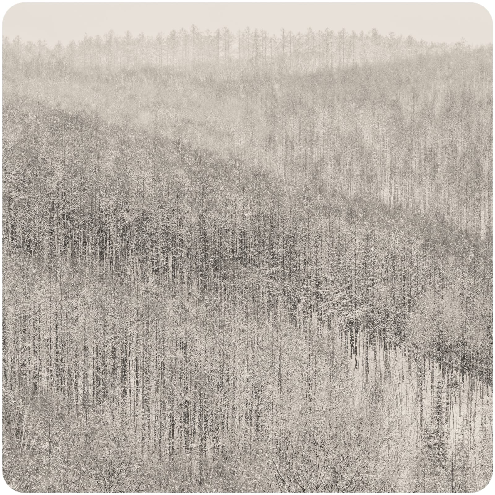 Jeffrey Conley, Trees and Hills, Japan, 2025