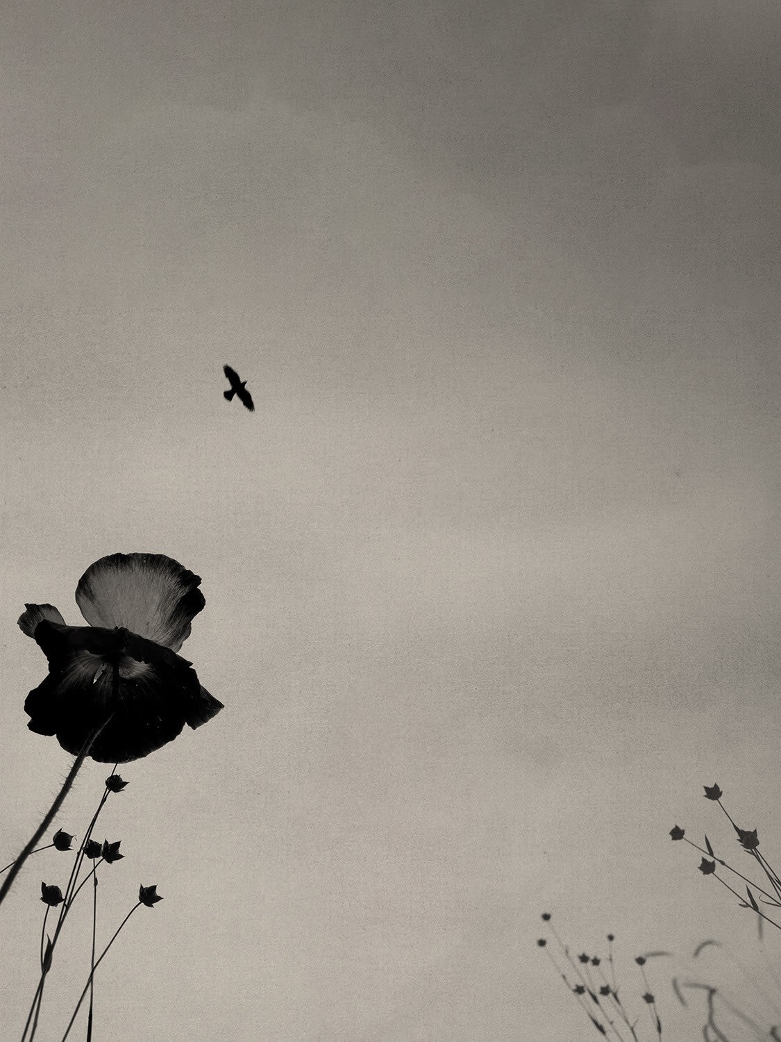 Paul Cupido, Chloé dans les champs I, 2022