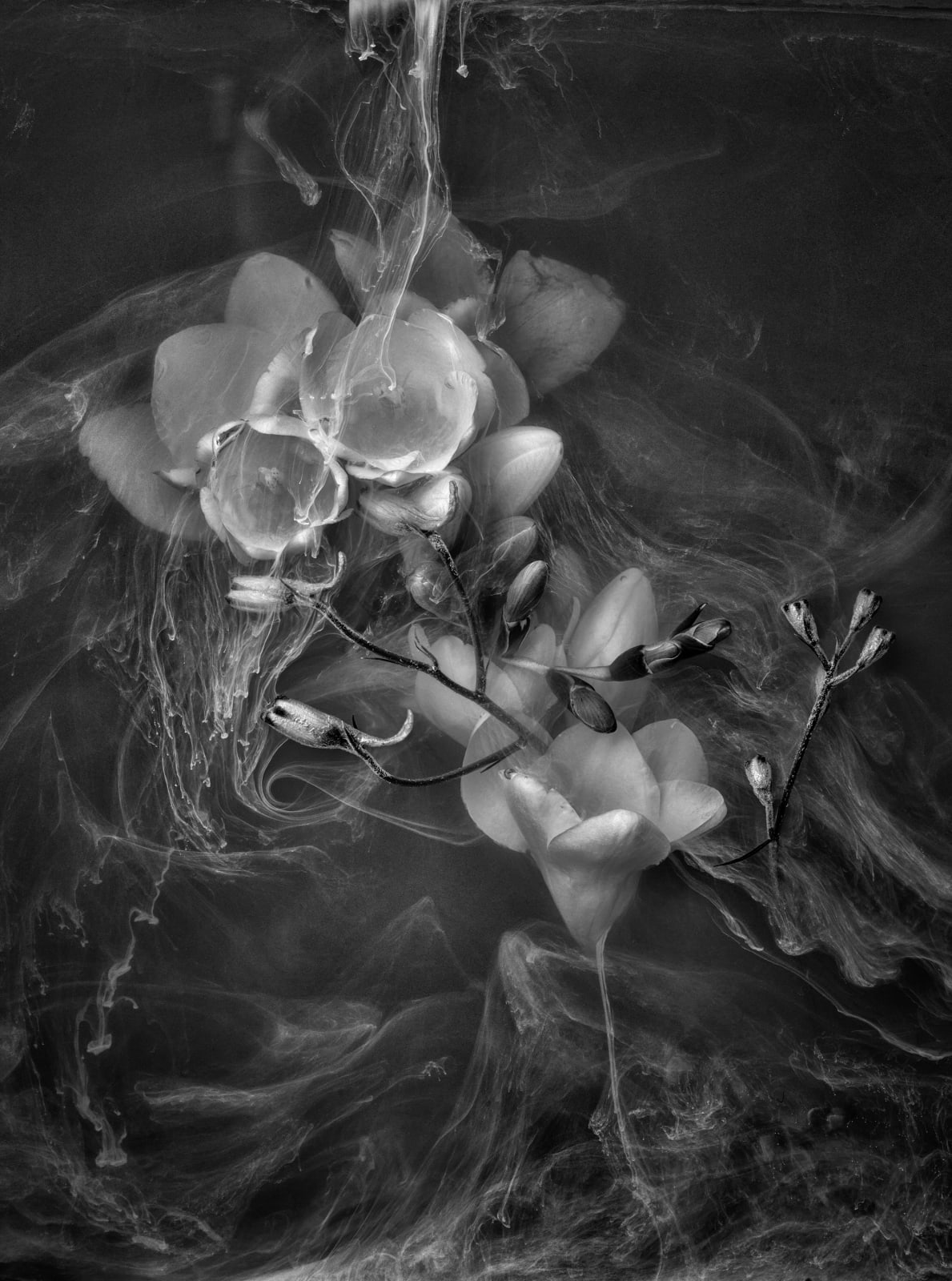 Danielle Kwaaitaal, Black Out Series - Sunken Freesia Praecox, 2017