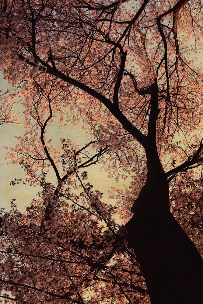 Albarrán Cabrera, The Mouth of Krishna #60055, 2018