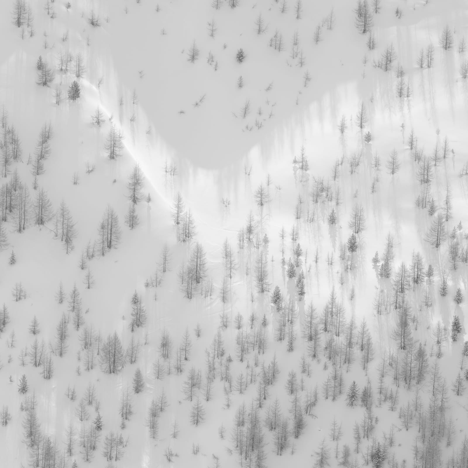 Jeffrey Conley, Cliffside Trees, Engadine, 2020