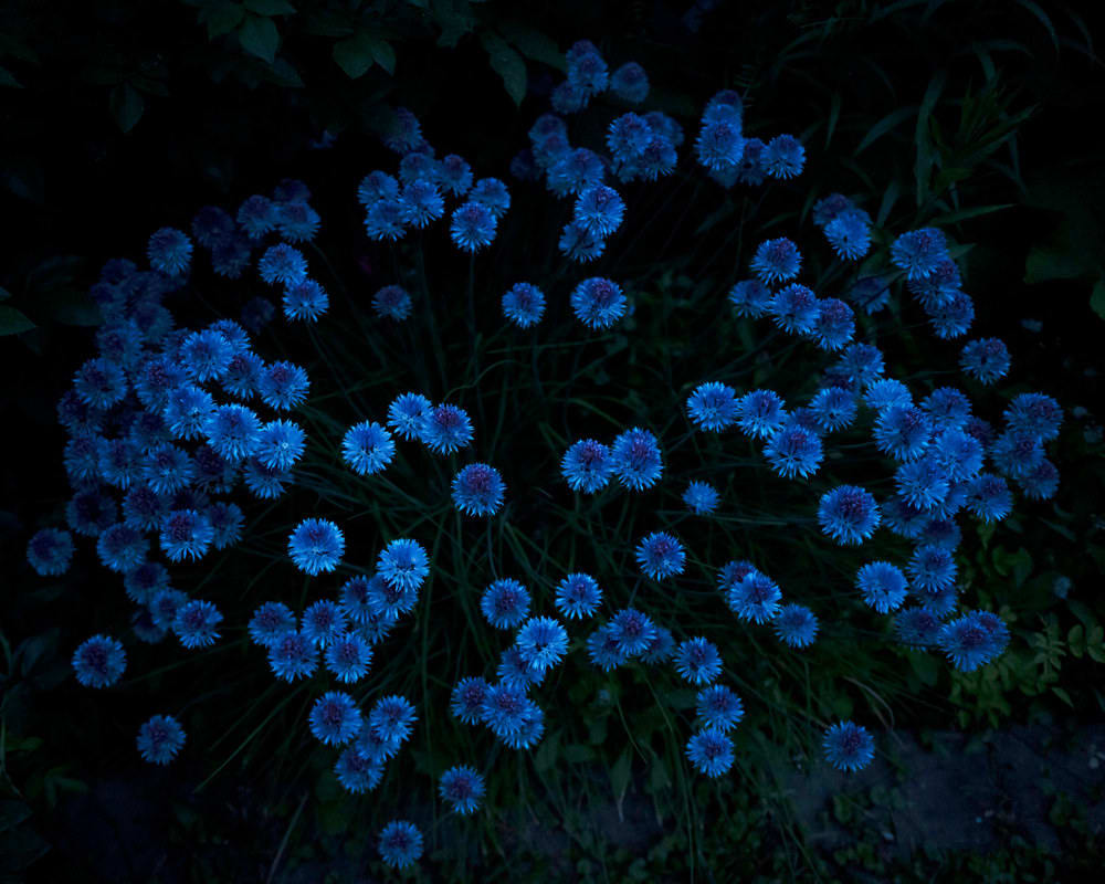 Cig Harvey, Chive Blossoms, Rockport, Maine, 2024