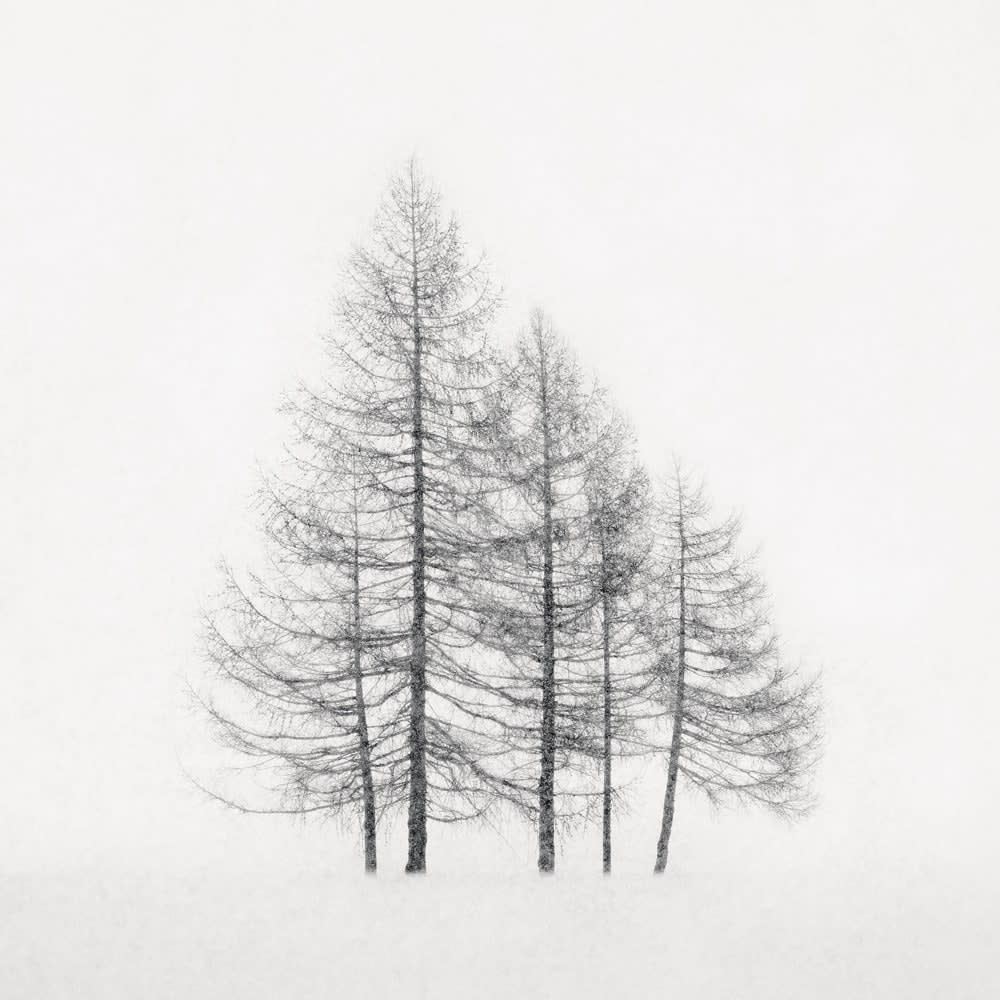 Jeffrey Conley, Clustered Trees and Falling Snow, Engadine, 2020