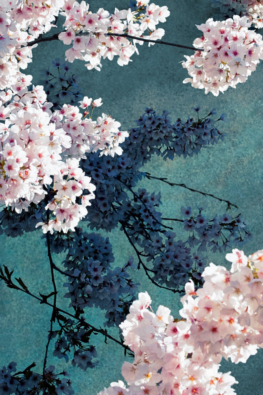 Sandro Diener, Kirschblüten, 2024