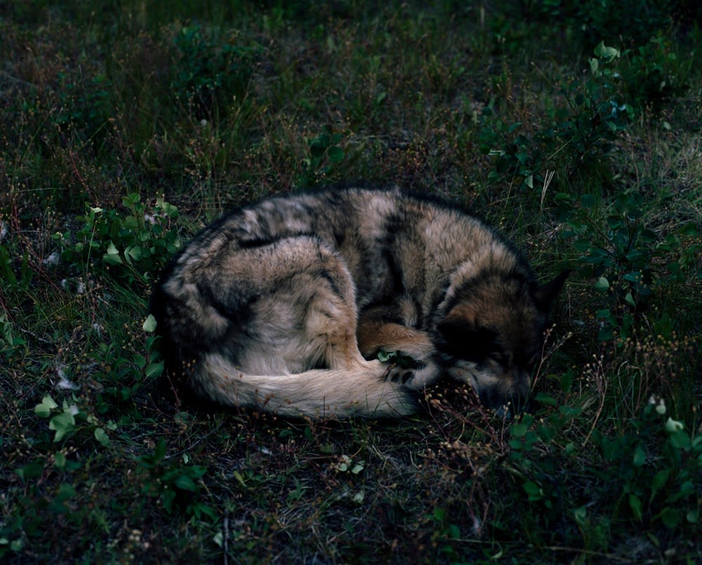 Bruno Augsburger, Wolf, Yukon, 2008