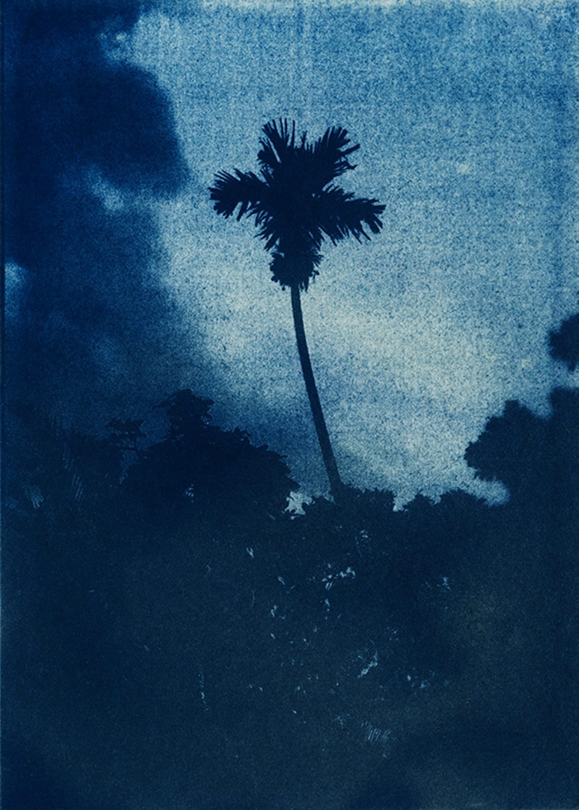 Douglas Mandry, Areca, from the series 5 minutes to the sun, 2013