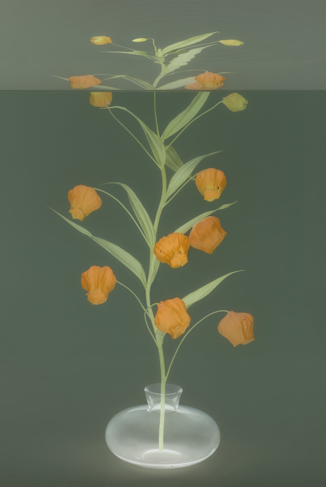 Danielle Kwaaitaal, Mirage Series - Sandersonia, 2024