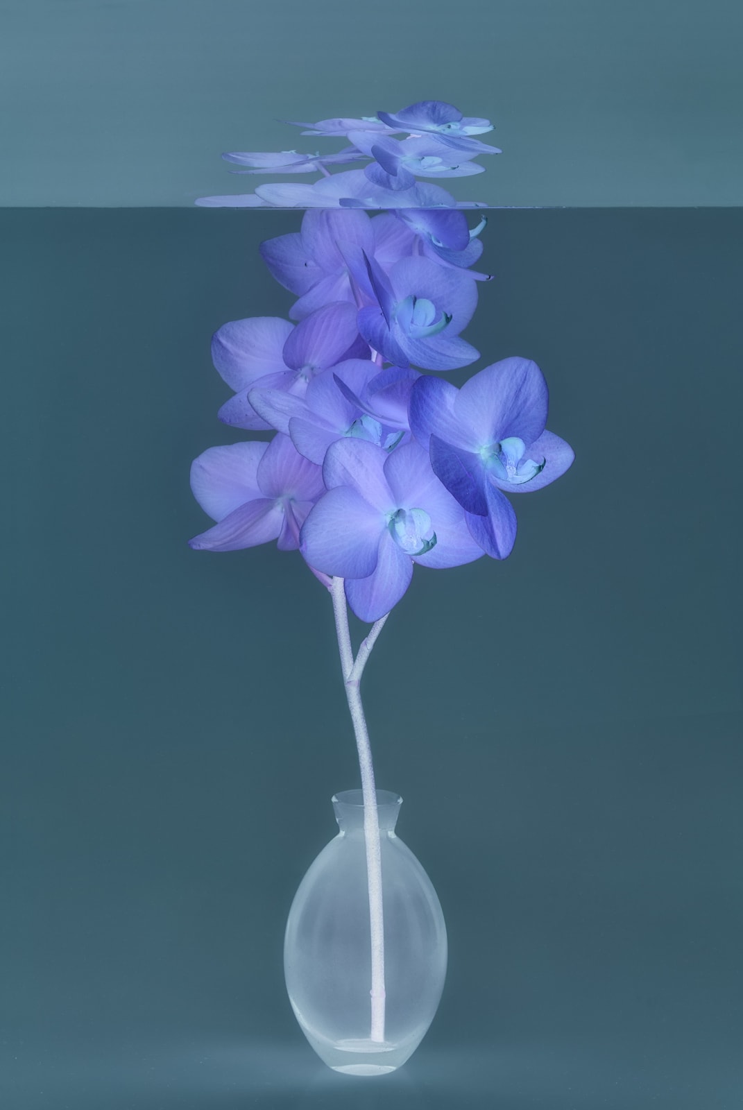 Danielle Kwaaitaal, Mirage Series - Orchid, 2024