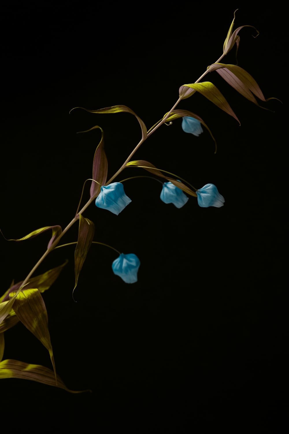 Ilona Langbroek, Chinese Lantern Lily, 2018