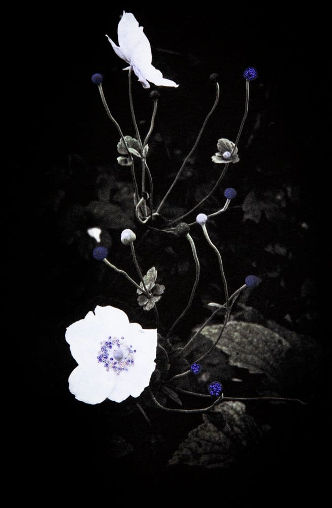 Aimée Hoving, Blue Anemone, 2023