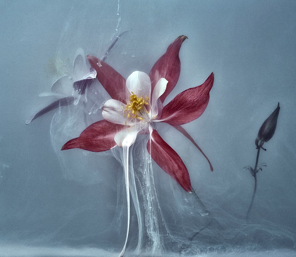 Danielle Kwaaitaal, Après Nous le Deluge Series - Bouger, 2015