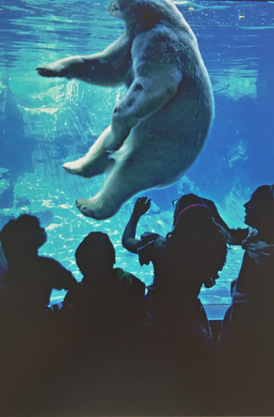 Thomas Hoepker, Polar bear in Central Park Zoo, New York City, 1983
