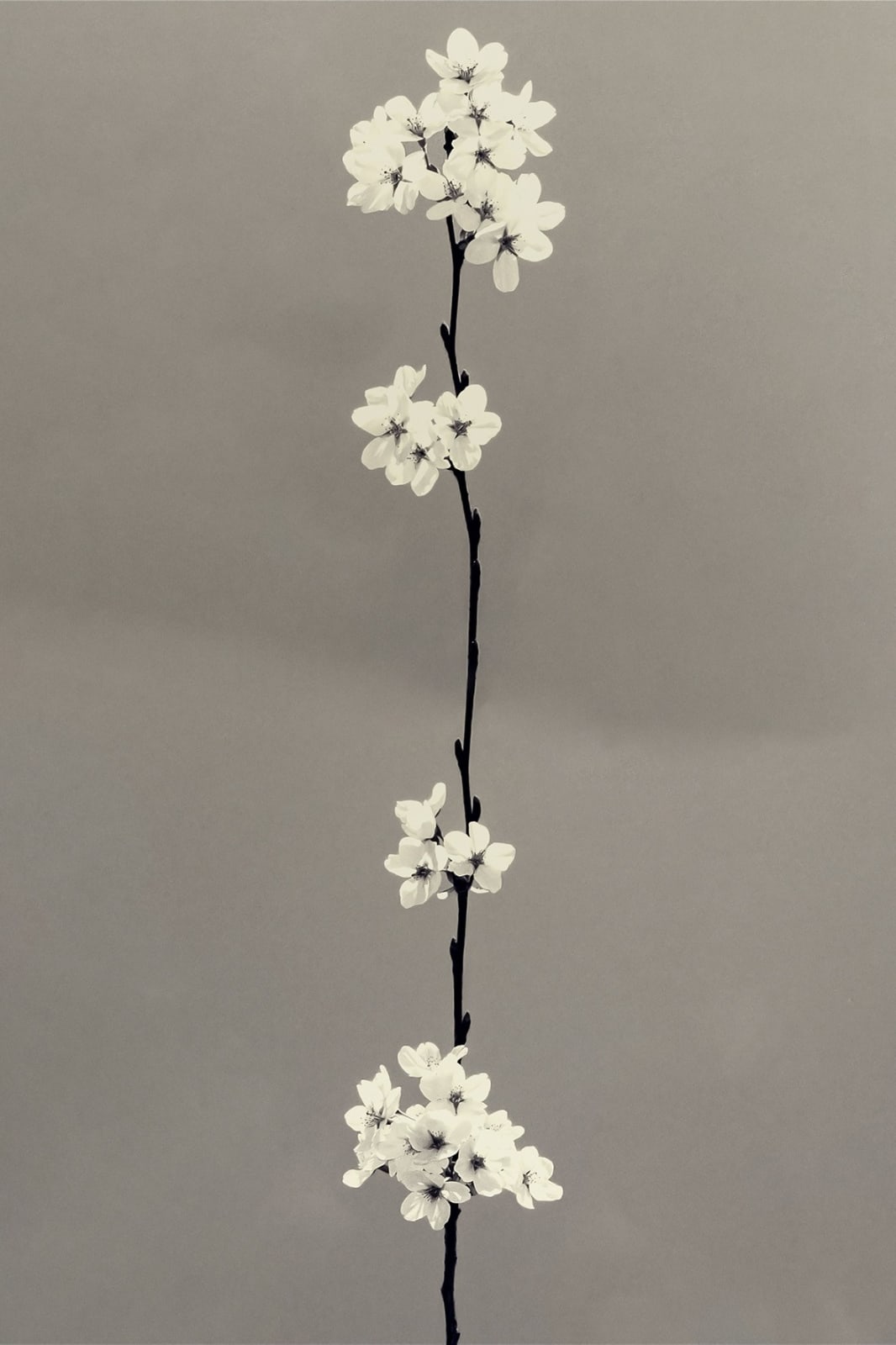 Paul Cupido, Sakura Bloom, 2024