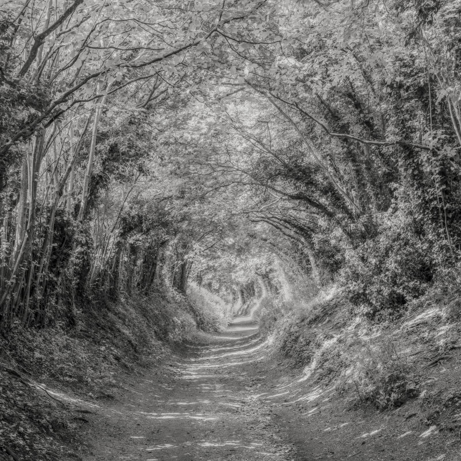 Jeffrey Conley, Tree Tunnel, Sussex, UK, 2024