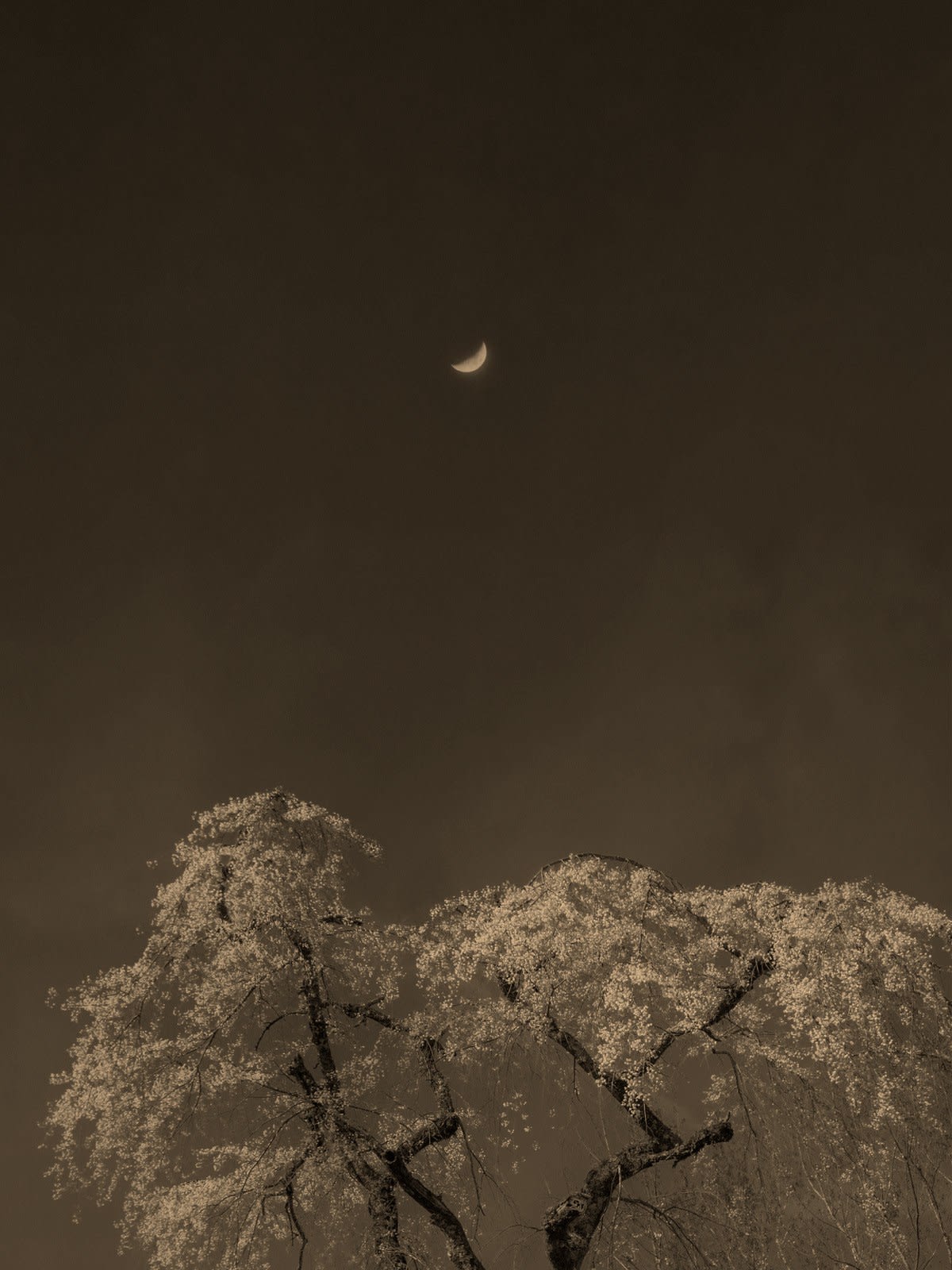 Paul Cupido, Sakura Moon, 2023