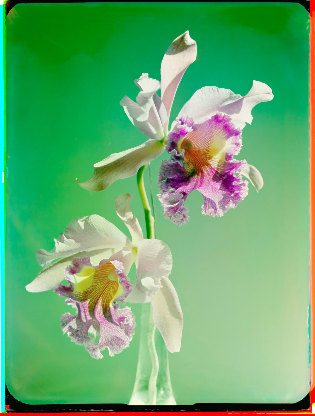 Werner Bischof, Orchidee (Studie), Zürich, Schweiz, 1943