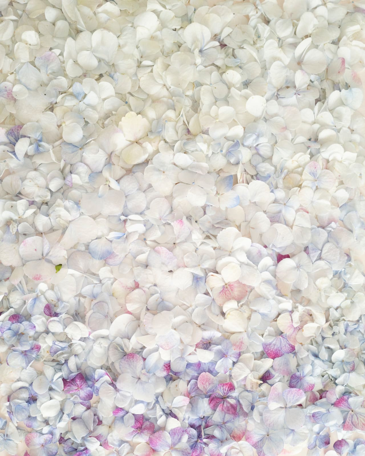 Cig Harvey, Ombred Hydrangea Petals , 2021