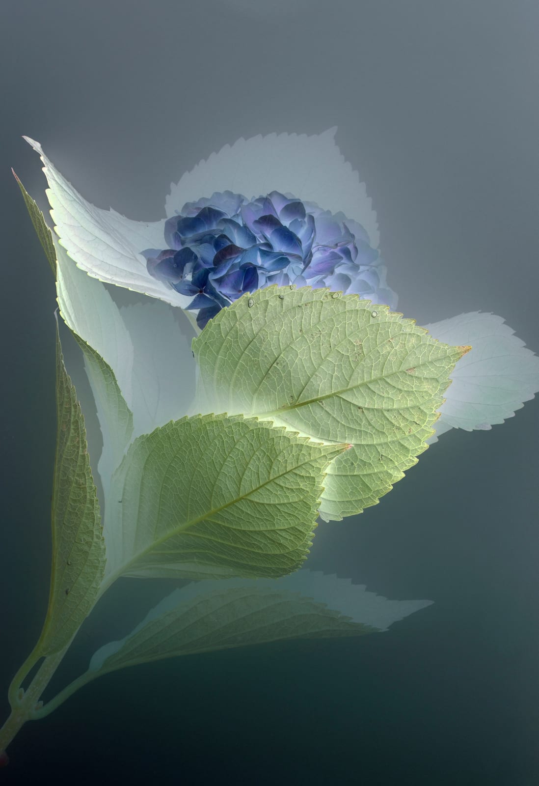 Danielle Kwaaitaal, Florilegium P10, 2018