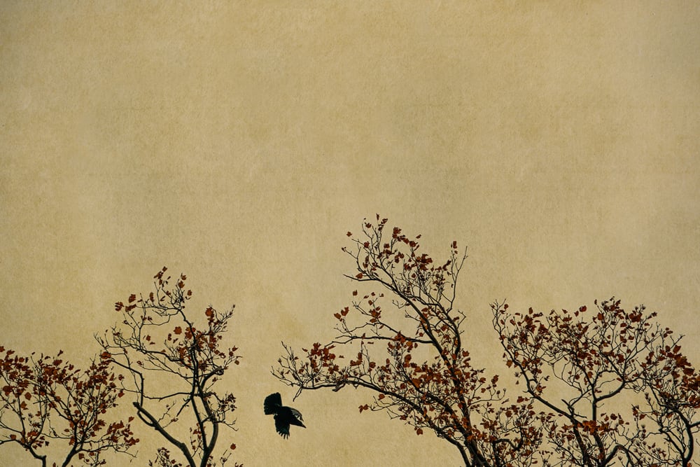 Albarrán Cabrera, The Mouth of Krishna #740, 2019