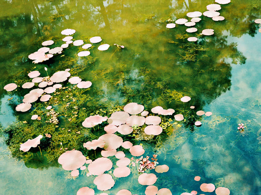 Philipp Keel, Vietnamese Water Lilies, 2005