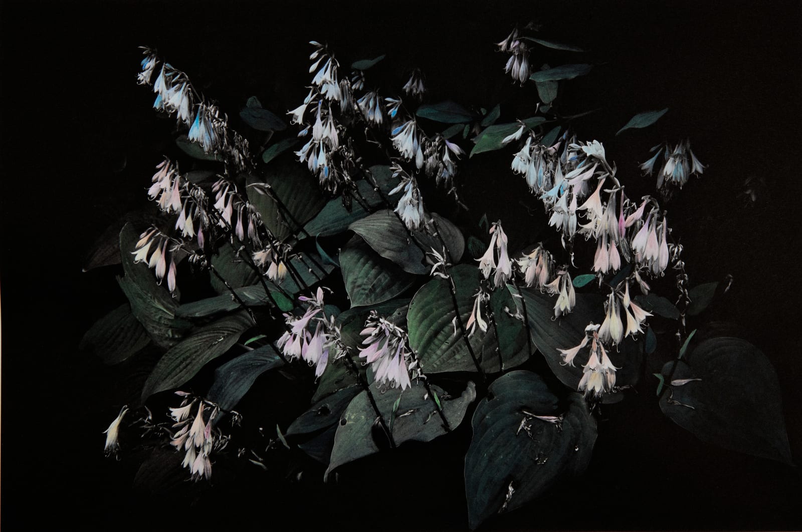 Aimée Hoving, Hosta, 2023