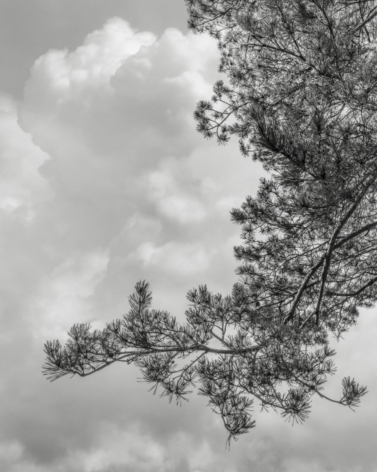 Jeffrey Conley, Branch and Clouds, France, 2022