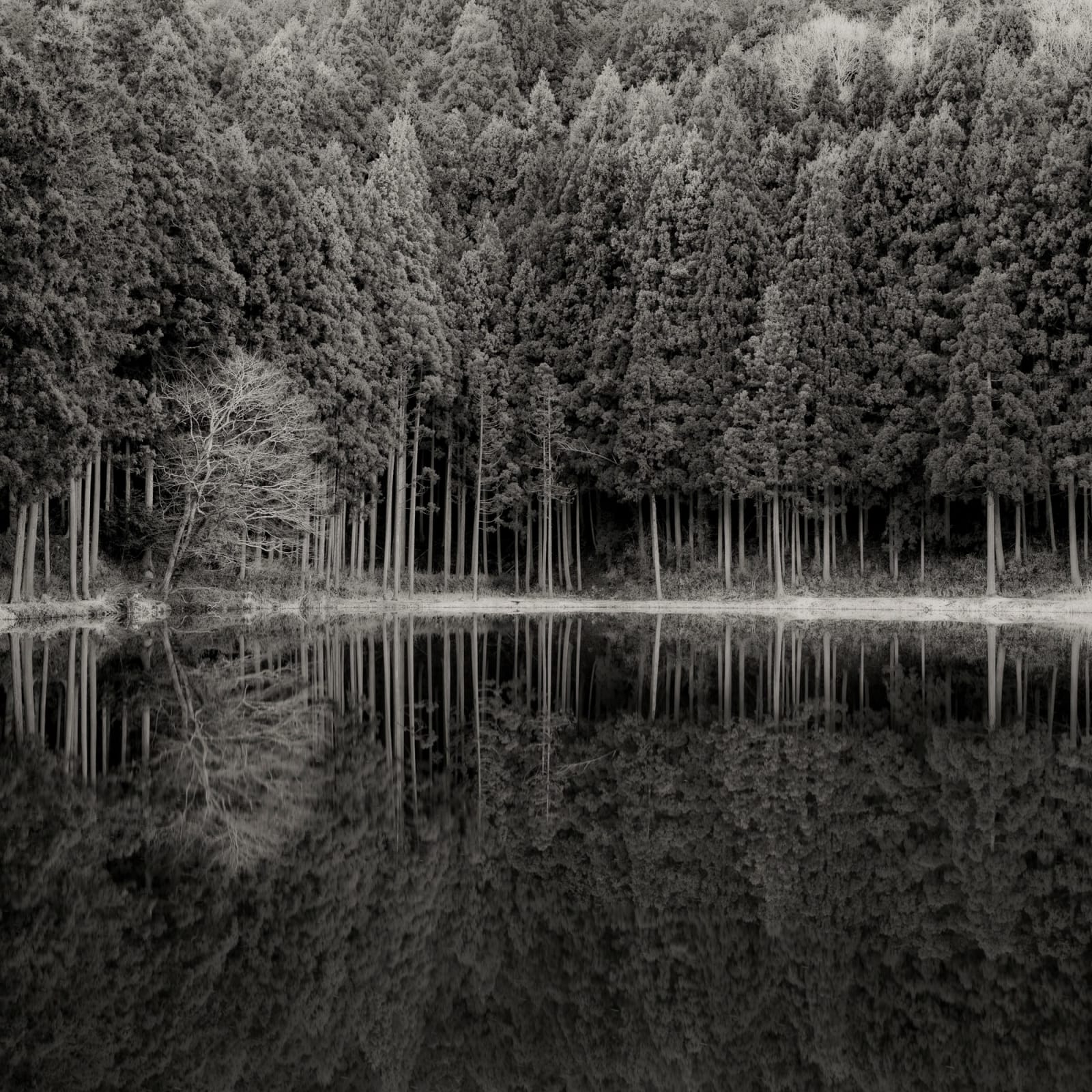 Jeffrey Conley, Forest and Lake at Dusk, Japan, 2025
