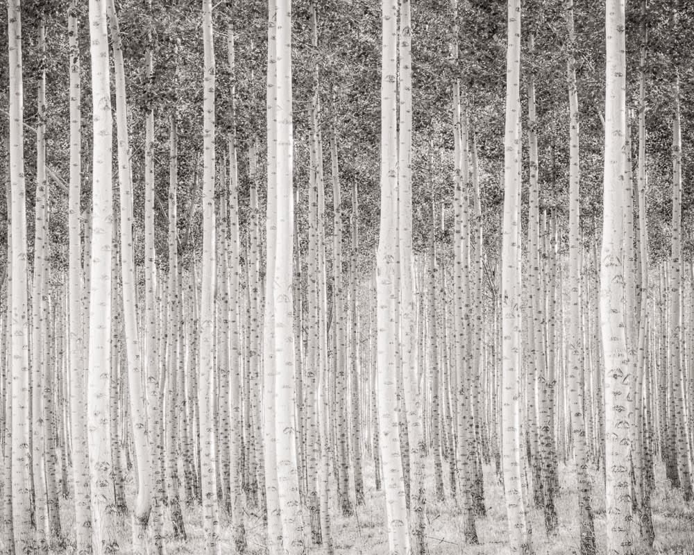 Jeffrey Conley, Poplar Grove, Dusk, Oregon, 2010