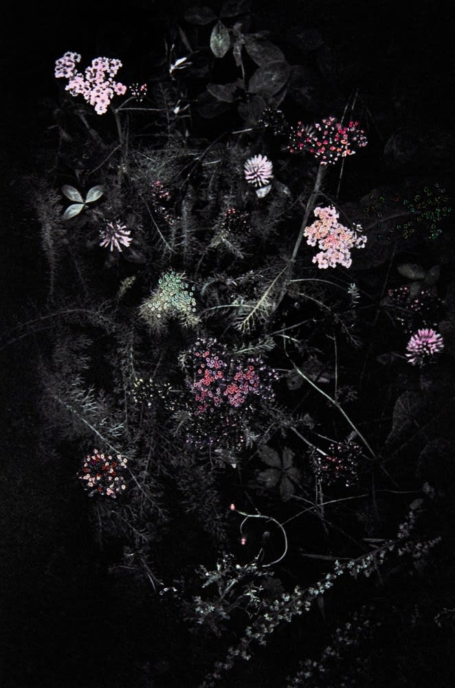 Aimée Hoving, Flower bed with light pink Achillea, 2023