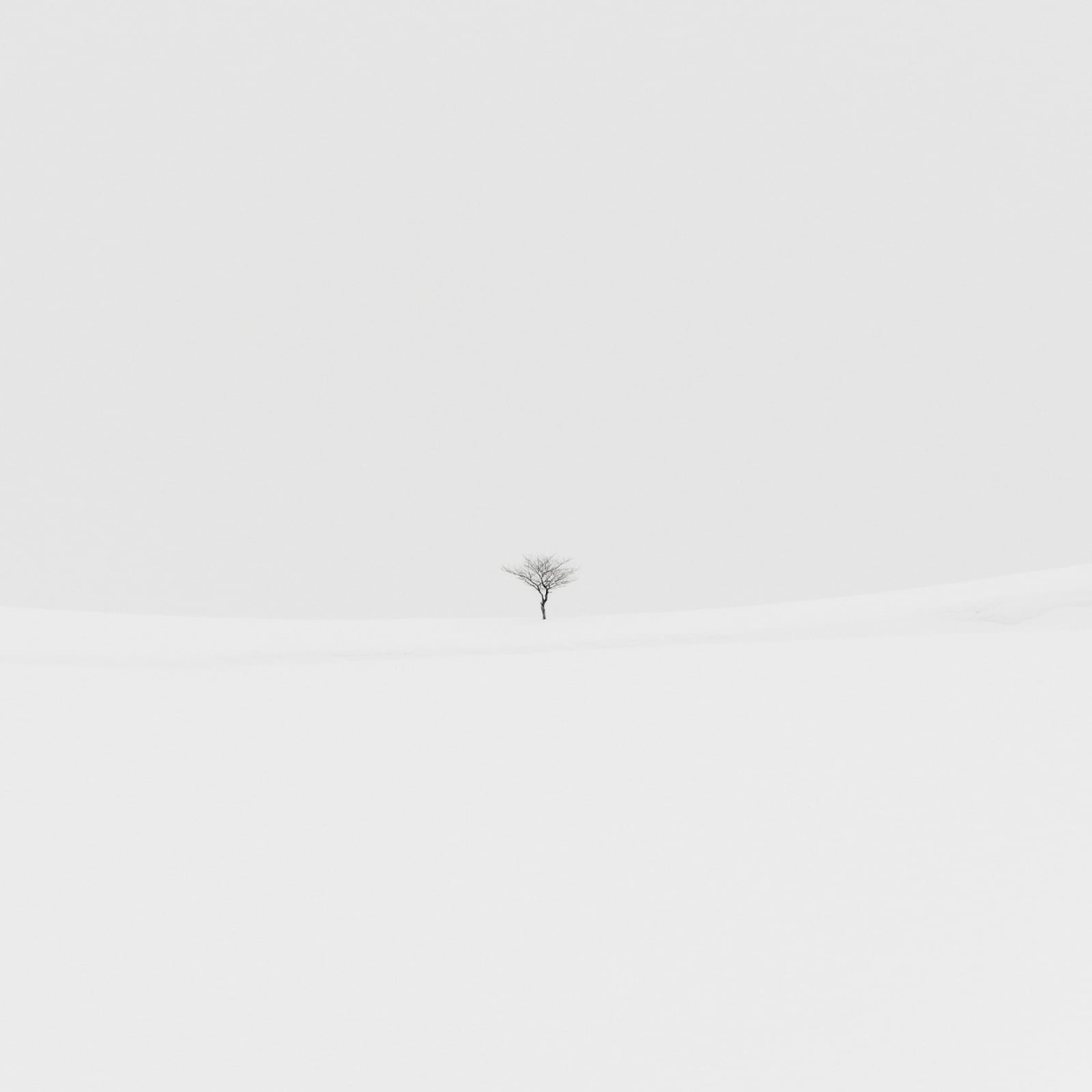 Jeffrey Conley, Tree and Snow Ledge, Japan, 2025