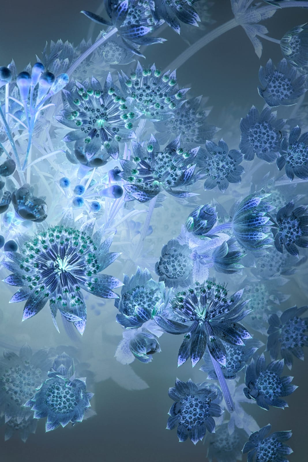 Danielle Kwaaitaal, Florilegium P57, 2018