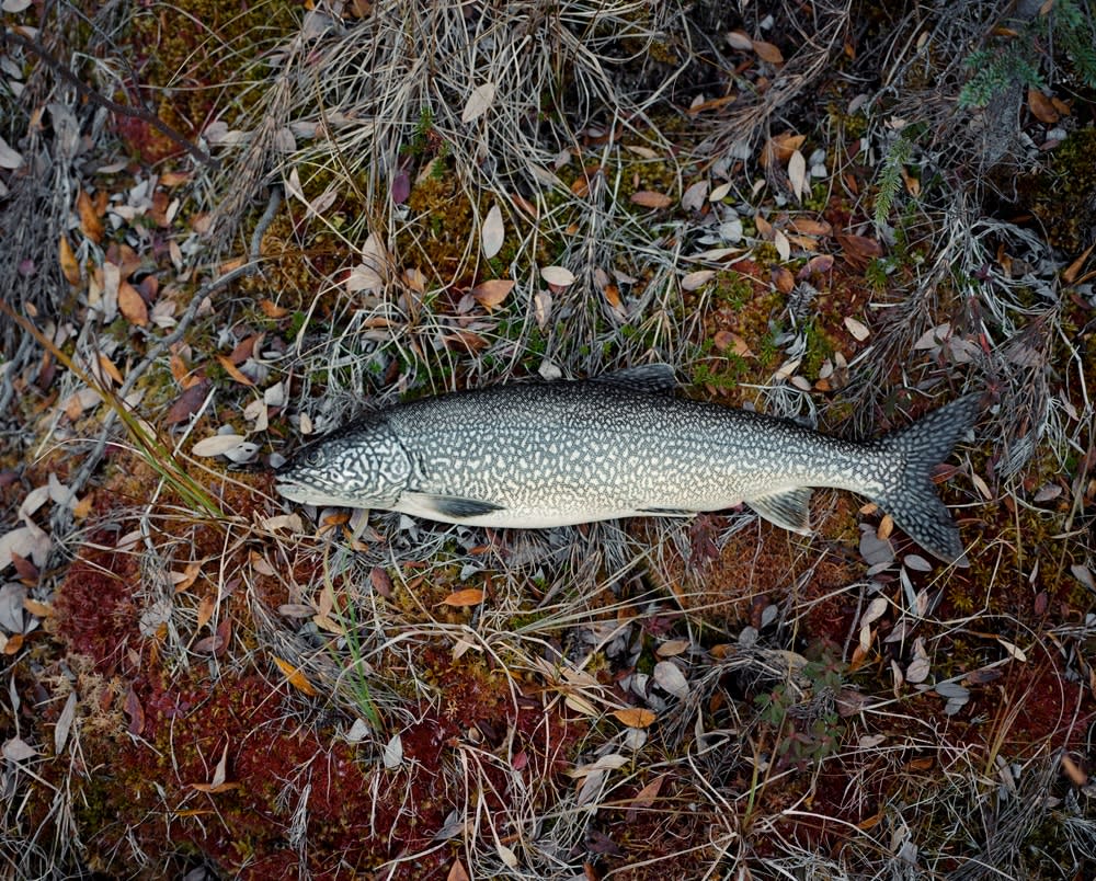 Bruno Augsburger, Namaycush, Yukon, 2009