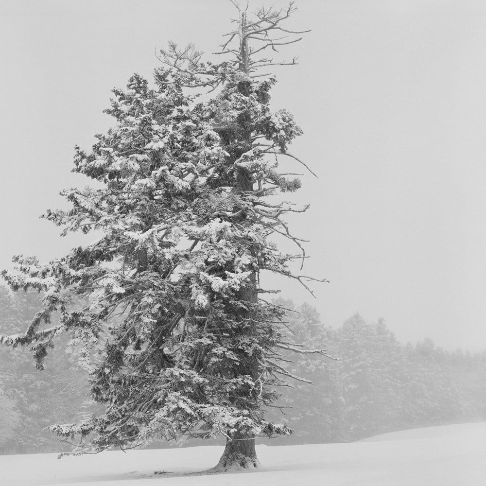 Richard de Tscharner, Le Coriace, La Fréterette, Suisse, 2012