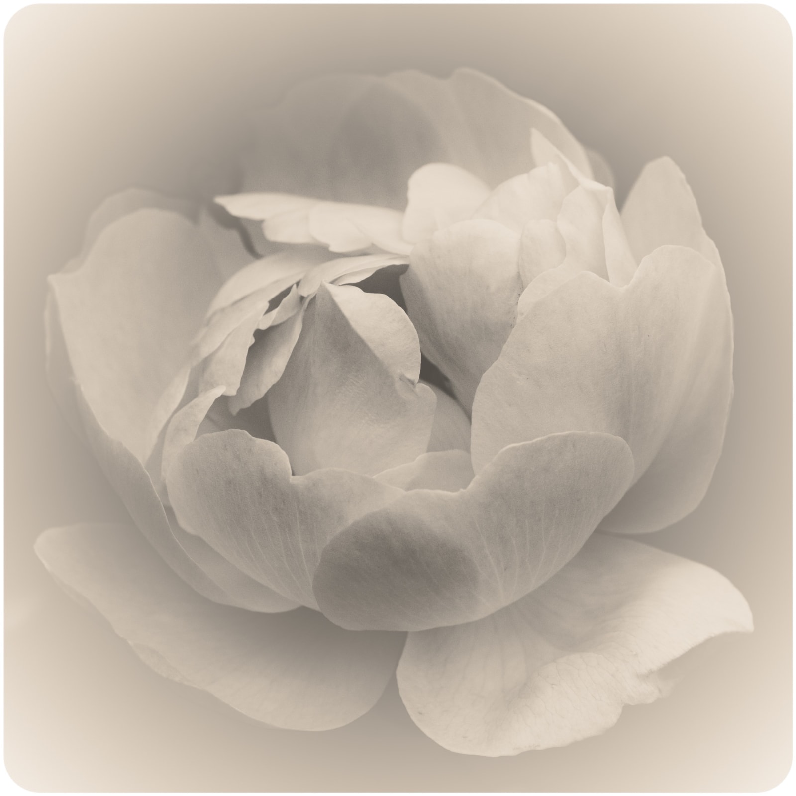 Jeffrey Conley, English Rose, 2025