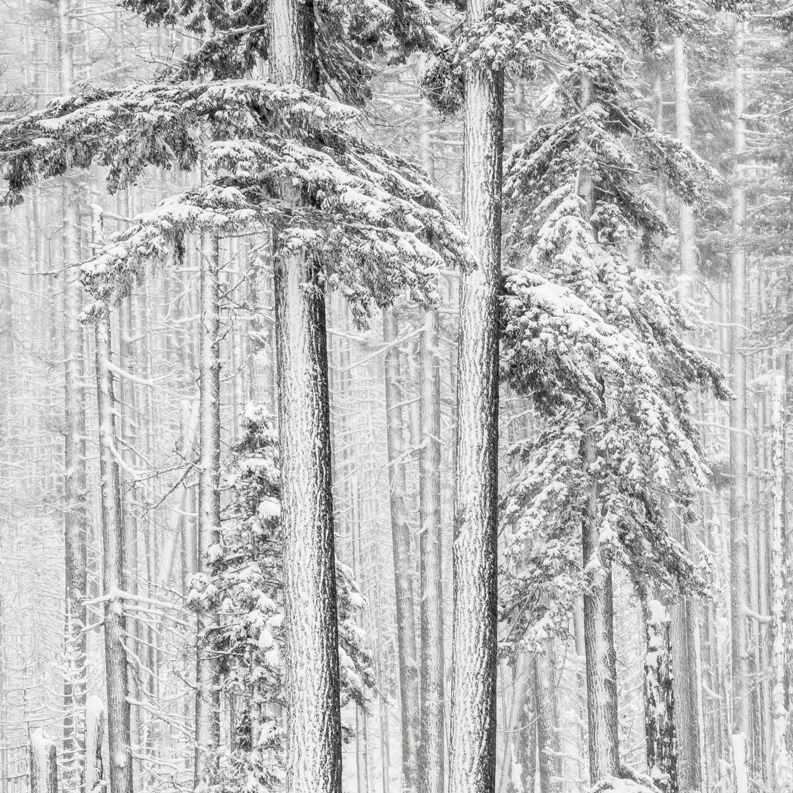 Jeffrey Conley, Near Santiam Pass, Oregon, 2009