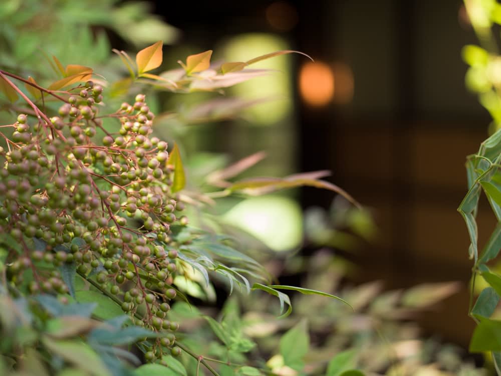 Mona Kuhn, Blossom, from the series Kings Road, 2022