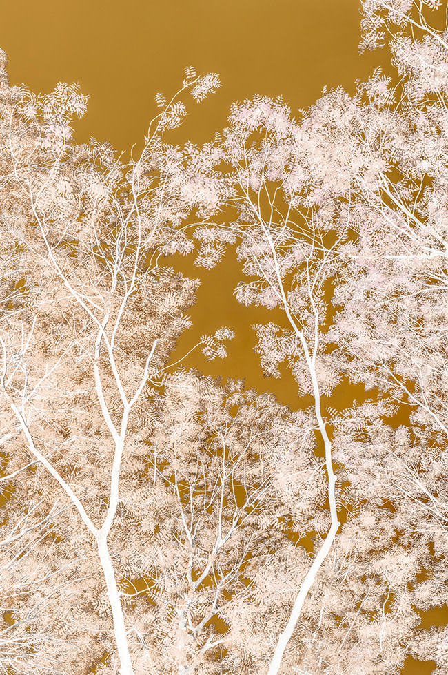 Danielle Kwaaitaal, Silverlining - Gold , 2025