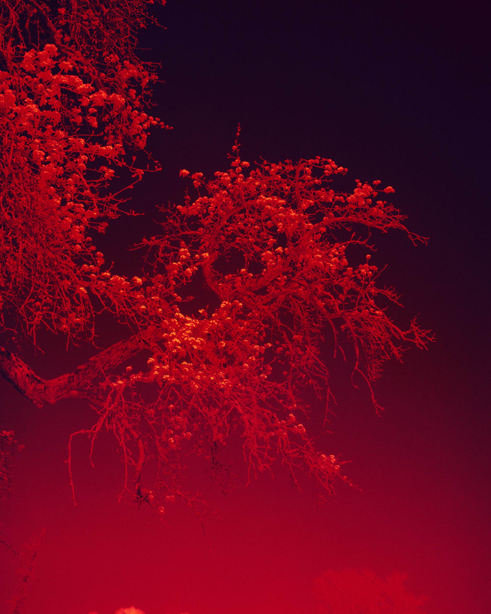 Simone Kappeler, Birnbaum III, Griesenberg, 20.4.2021, 2021