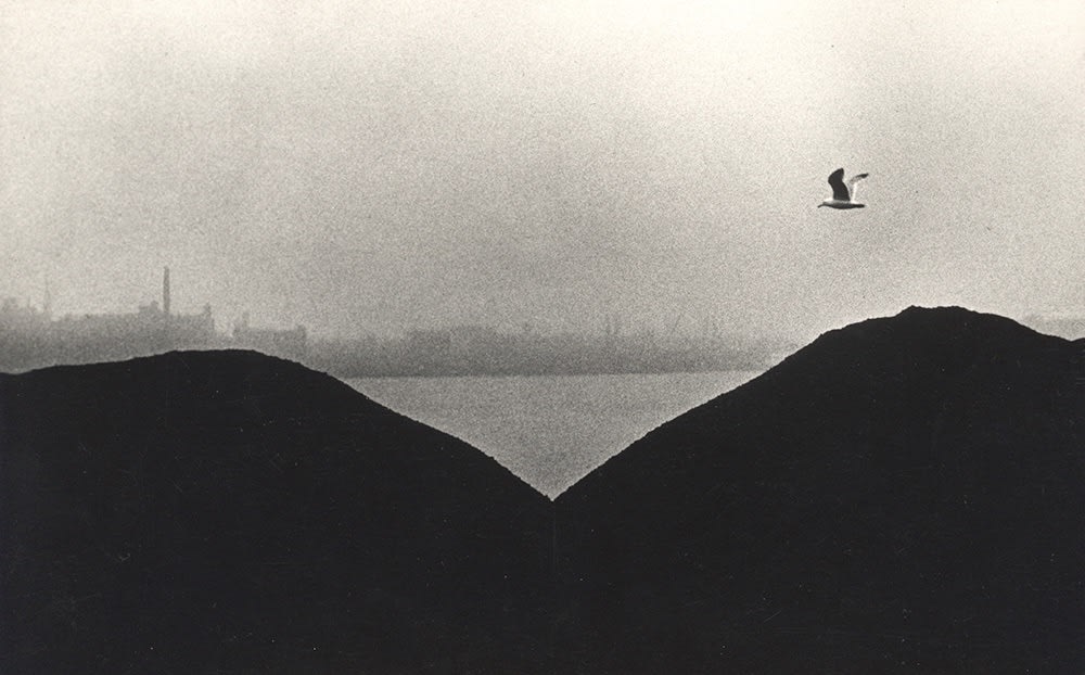 Louis Stettner, Coal Pigeon, 1952
