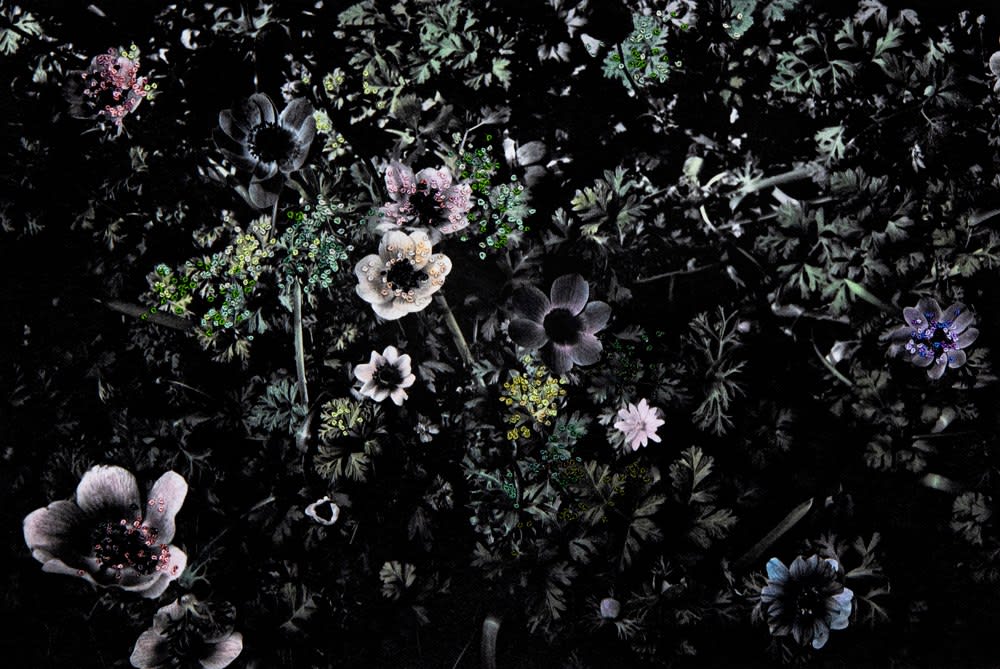 Aimée Hoving, Anemone pastel mix, 2023