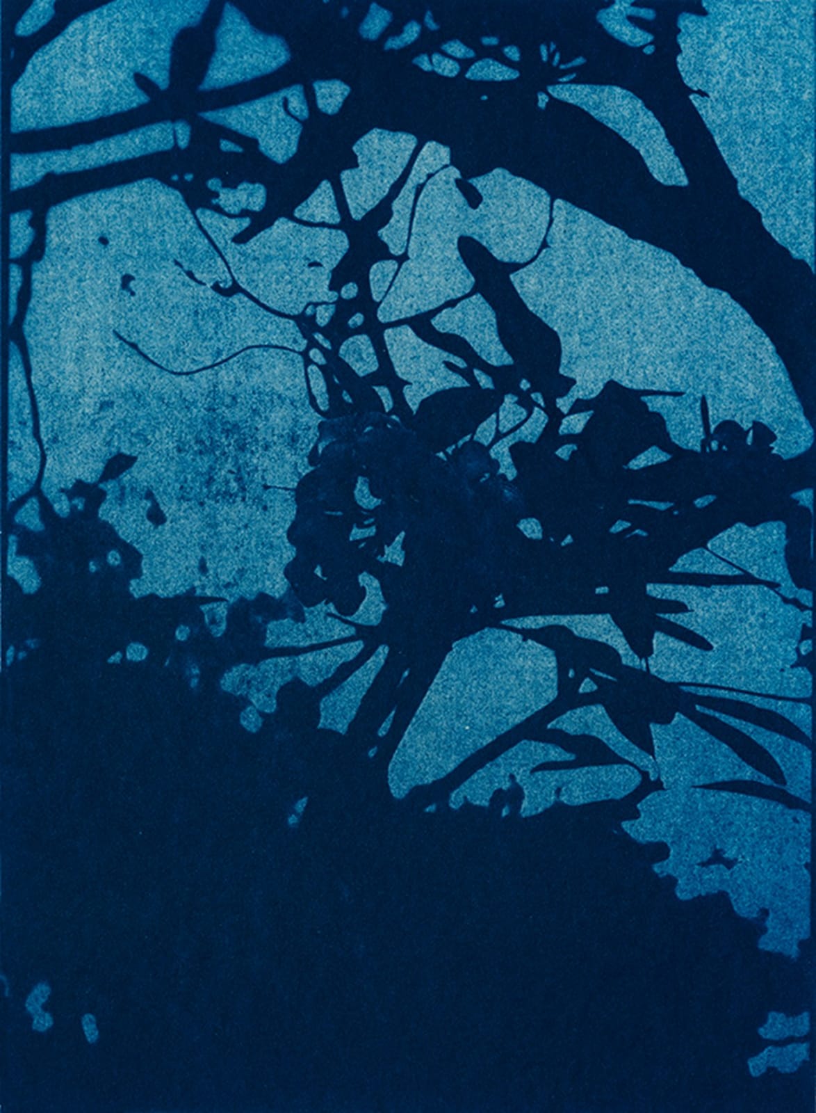 Douglas Mandry, Branch, from the series 5 minutes to the sun, 2013