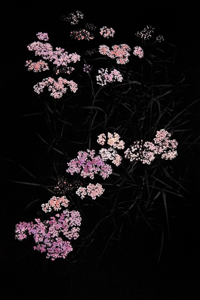 Aimée Hoving, Pink cloud Achillea, 2023