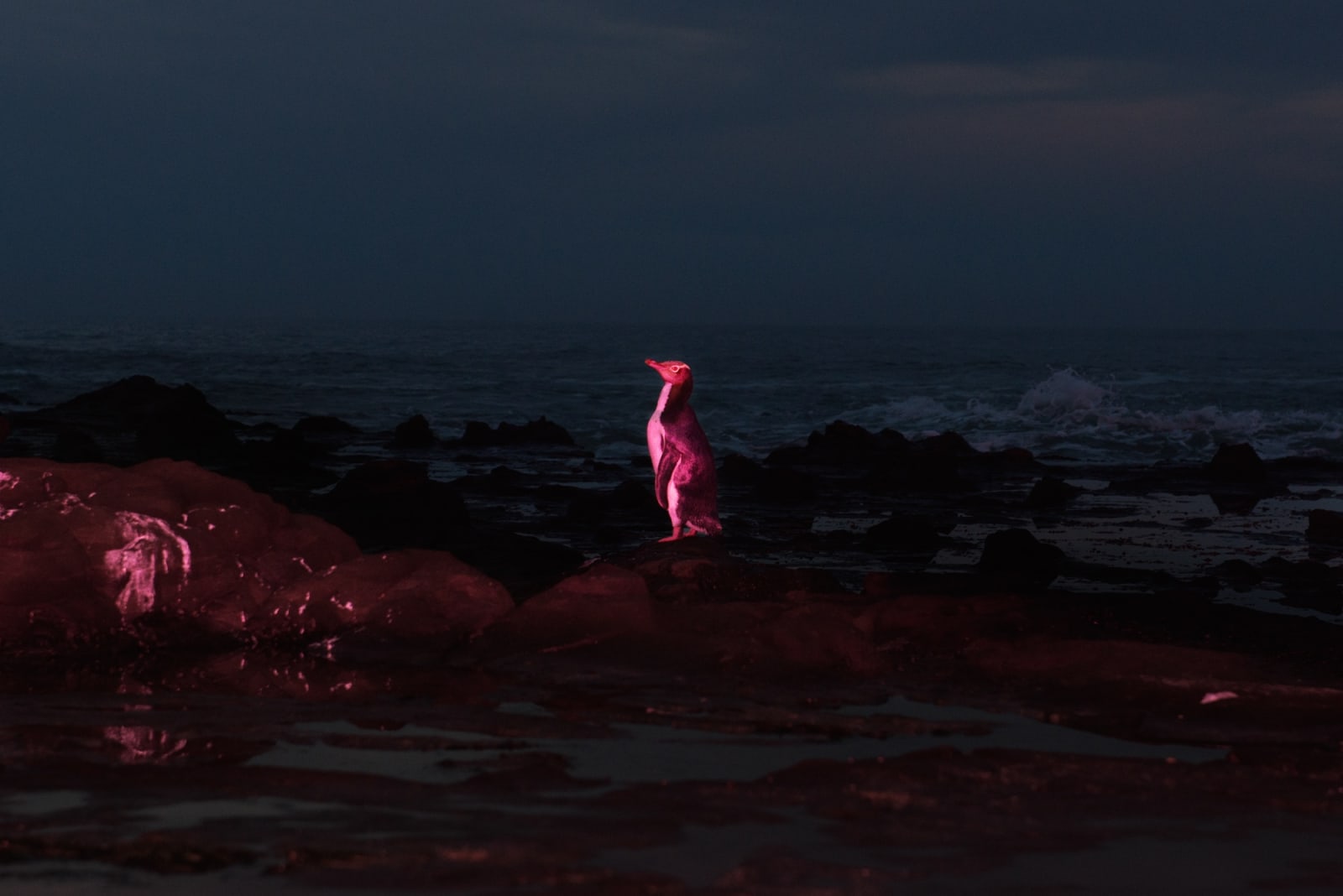 Inka & Niclas, Becoming Wilderness III, 2012