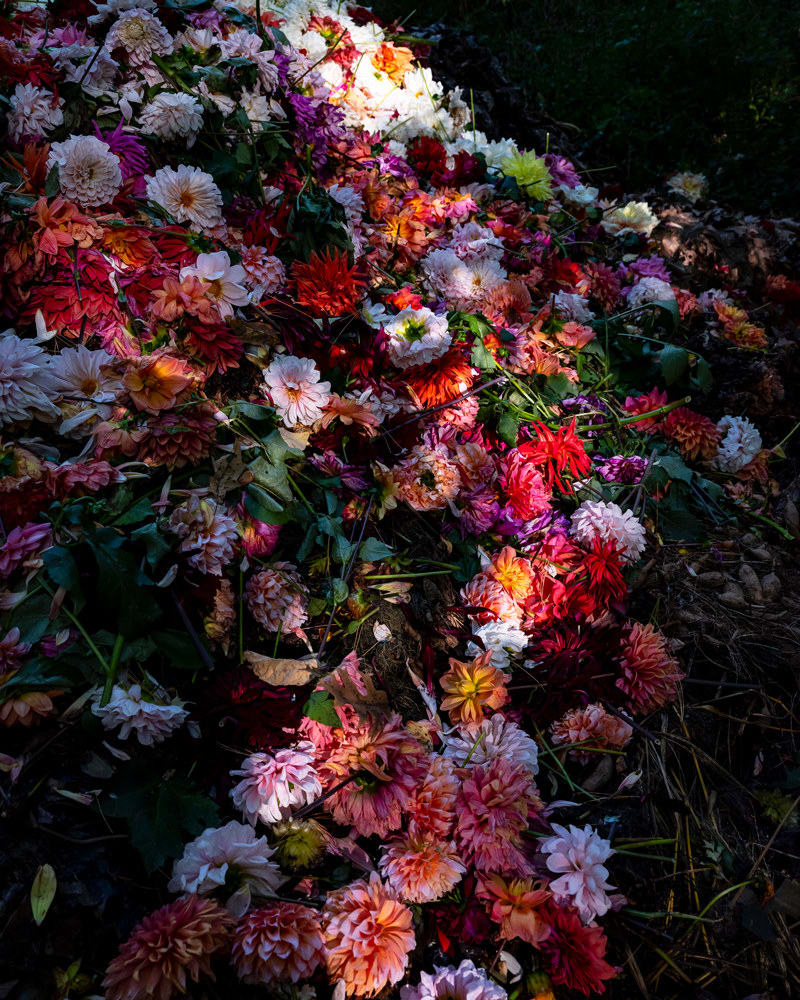 Cig Harvey, Dahlias, Camden, Maine, 2019