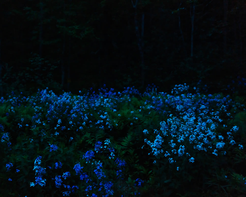 Cig Harvey, Lunar Eclipse & Wild Phlox, Rockport, Maine, 2021