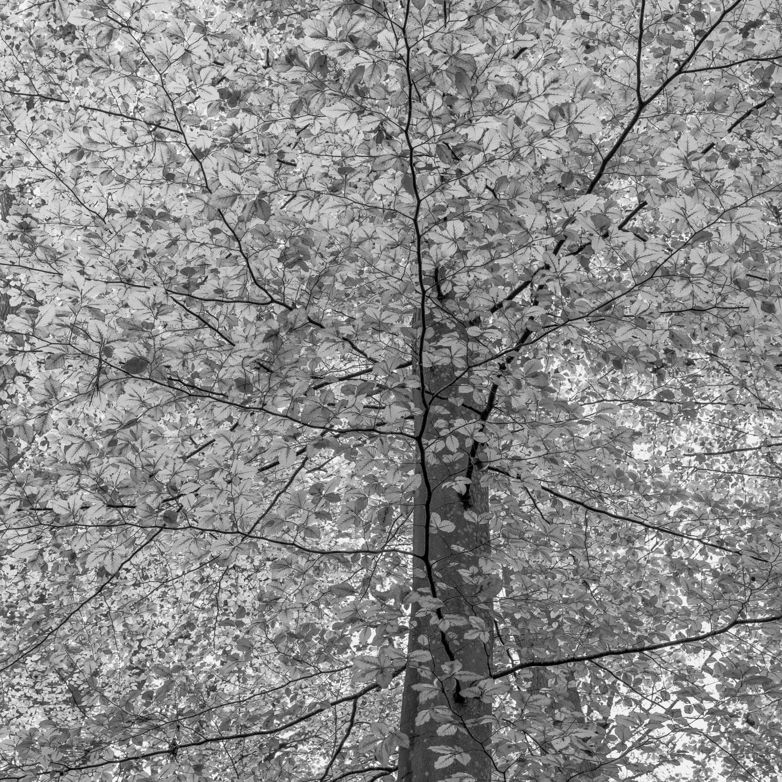 Jeffrey Conley, Beech Tree Detail, France, 2018