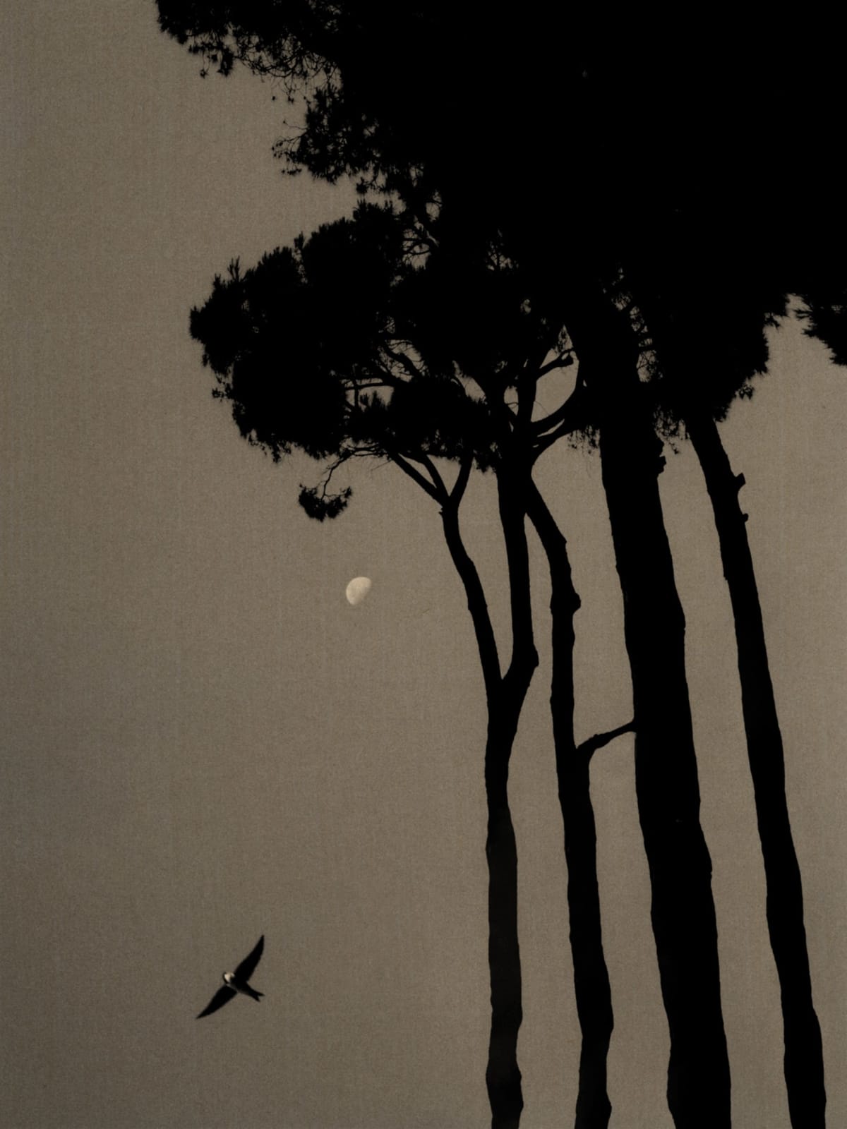 Paul Cupido, Starlings, 2023